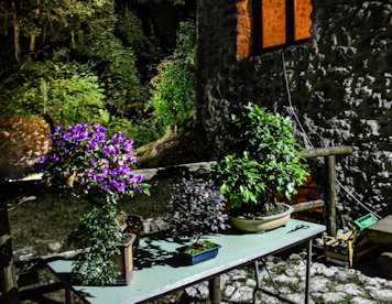mostra bonsai